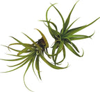 ragnaroc Air Plants - Tillandsia Capitata (Peach), Large 5-7” - 2 ct - Live Arrival Guaranteed - House Plants for Home Decor & Gift
