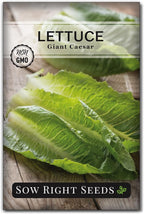 Sow Right Seeds - Giant Caesar Lettuce Seeds for Planting - Non-GMO Open Pollinated Heirloom Packet with Instructions to Grow Lettuce from Seed Indoors or Outdoors - Great Hydroponic Variety (1)