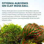 SubstrateSource Live Planted Decor - Nerve Plant (Fittonia albivenis) on Clay Moss Ball - Low to Medium Light, Dark Green Leaves with Veins Terrarium Plant, Emersed or Paludarium Placement - 1 Pack