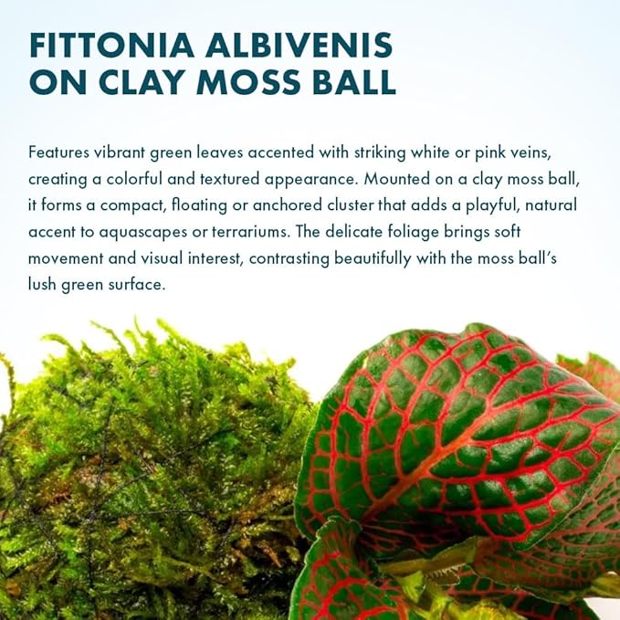 SubstrateSource Live Planted Decor - Nerve Plant (Fittonia albivenis) on Clay Moss Ball - Low to Medium Light, Dark Green Leaves with Veins Terrarium Plant, Emersed or Paludarium Placement - 1 Pack