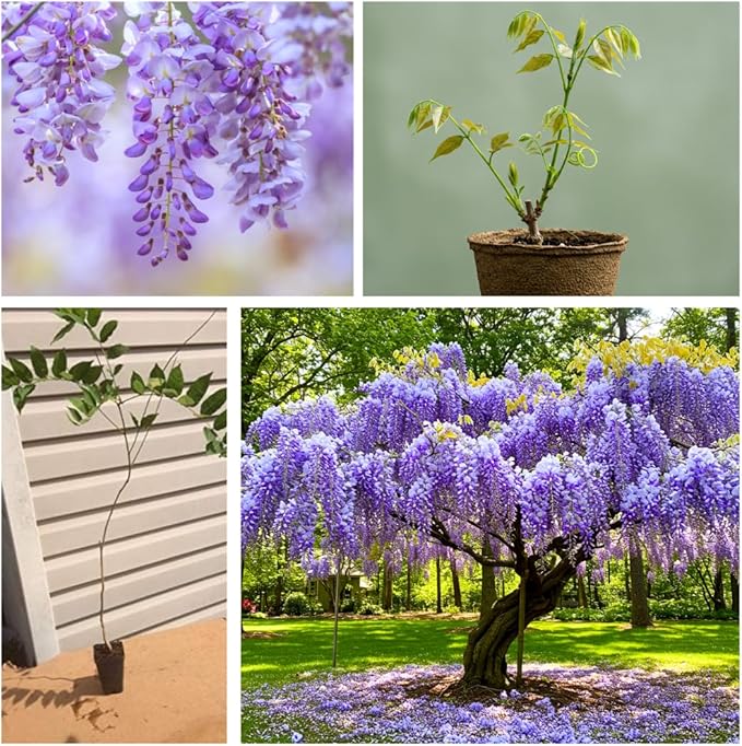 Purple Wisteria Tree Seedling – 1-Year-Old Well-Rooted Blooming Vine Plant – Fast-Growing Climbing Tree for Trellises, Pergolas, or Garden Landscaping
