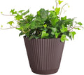 Thorsen's Greenhouse Live Green English Ivy Plant, Hedera Helix, Natural Air Purifier, Easy to Grow, Live Indoor Houseplant, (Chocolate - 6" Pot)
