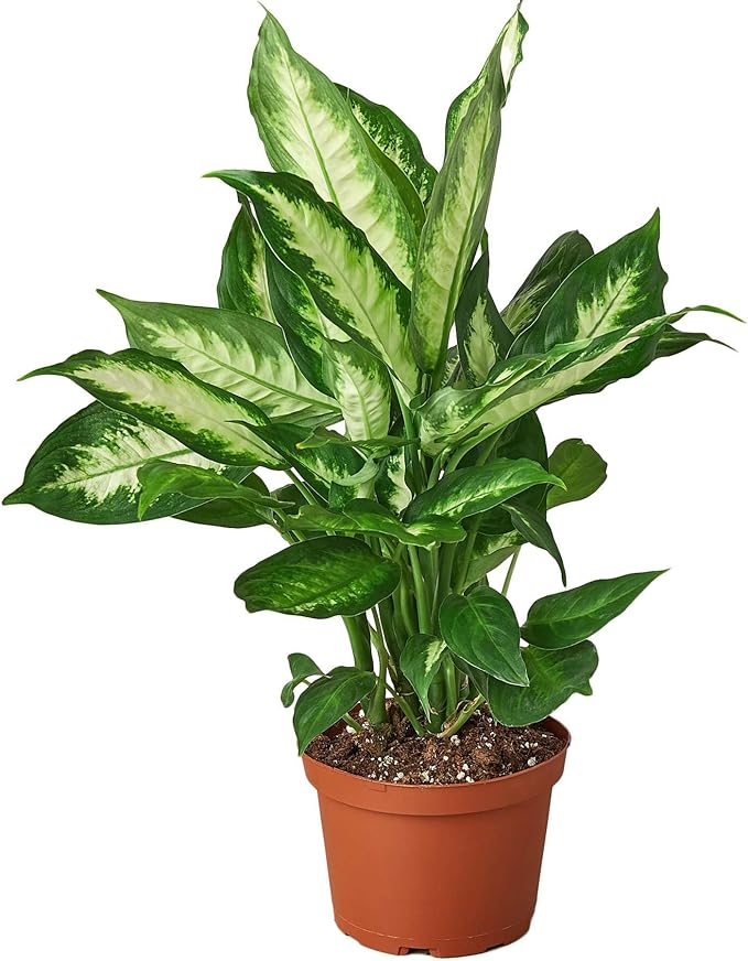 Dieffenbachia Camille Live Plant for Indoor | Different Houseplants in 4'' & 6'' Pot | Real House Plant for Living Room, Office, Desk & Bathroom | Cane | Camille