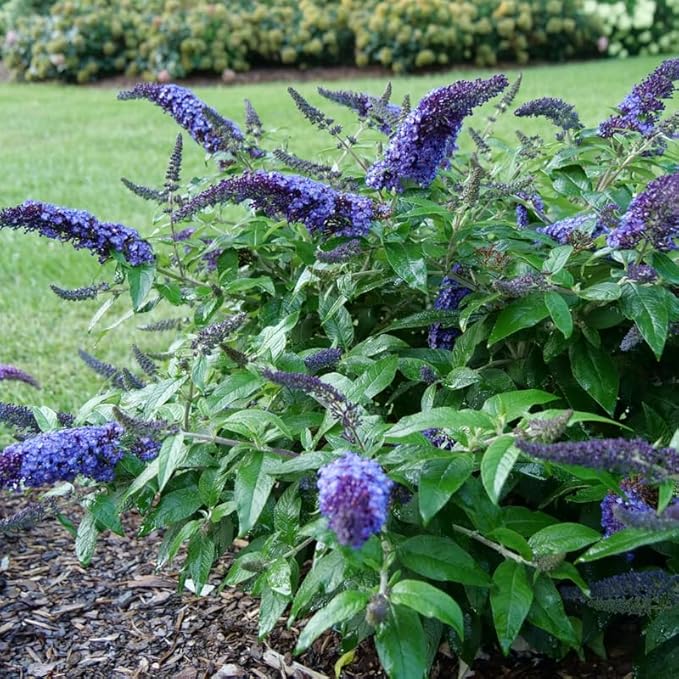 Blue Purple Butterfly Bush Live Shrub Plant Shrub, Buddleia Bush Well Rooted, 5 to 10 Inc Tall