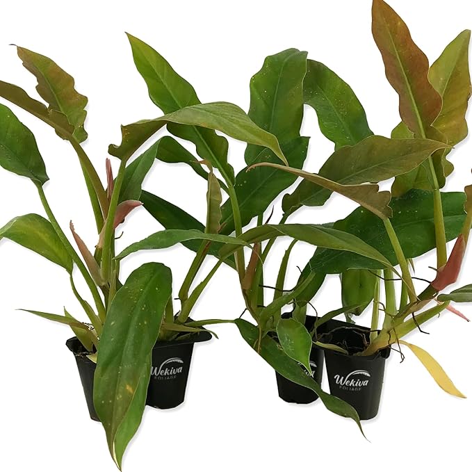Philodendron Ring of Fire - 4 Live Starter Plants in 2 Inch Pots - Exotic and Rare Indoor Houseplant - A Kaleidoscope of Colors