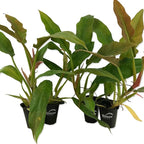 Philodendron Ring of Fire - 4 Live Starter Plants in 2 Inch Pots - Exotic and Rare Indoor Houseplant - A Kaleidoscope of Colors