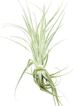 Live Air Plant - Tillandsia Gardneri 5-7” - 5ct - ragnaroc Rare Collectors Indoor Tropical Plant - Live Arrival Guaranteed - House Plants for Home Decor & Gift