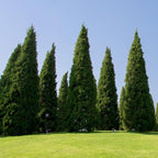 Brighter Blooms - Southern Living® Spartan Juniper, 2-3 ft. - No Shipping to AK, AZ, CA, HI