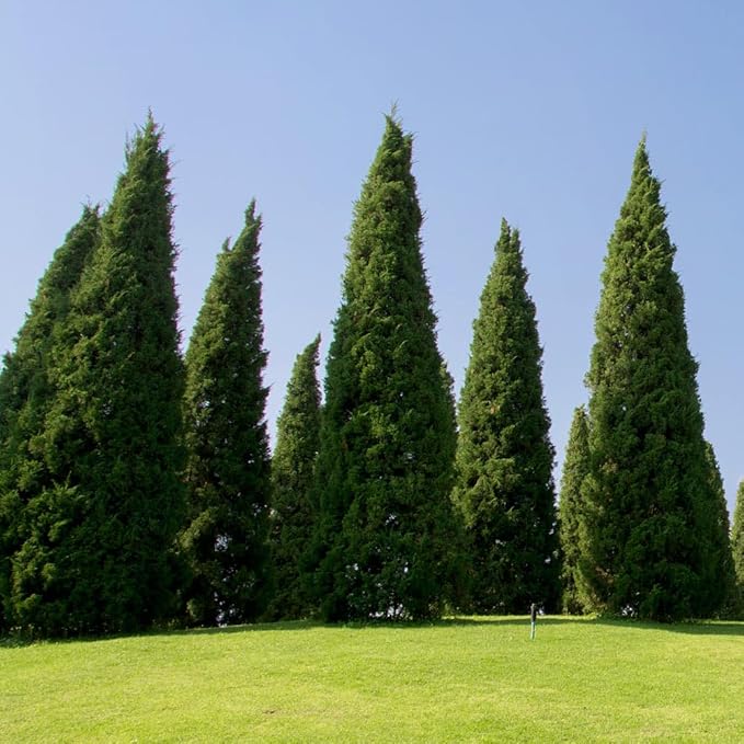Brighter Blooms - Southern Living® Spartan Juniper, 2-3 ft. - No Shipping to AK, AZ, CA, HI