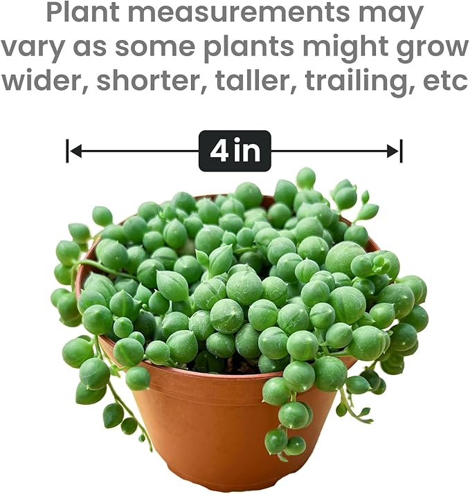 String of Pearls Live Succulent Plant (4-inch), Fully Rooted Trailing Houseplant for Hanging Baskets, Low Maintenance Home & Office Decor, Ideal Gift for Plant Lovers