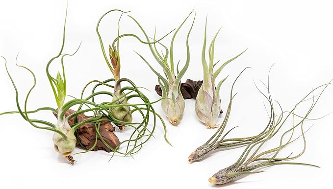 Pack of Wild Ones Air Plants - Tillandsia Caput Medusae, Butzii & Bulbosa Guatemala- Succulent House Plants for Holders-Available in Wholesale/Bulk- Easy Care Indoor/Outdoor Plants (Pack of 6 Large)