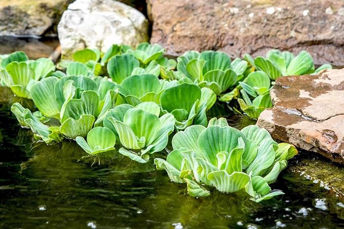 Water Lettuce (Pistia stratiotes) and Water Hyacinth (Eichhornia crassipes) Bundle (3 Water Lettuce (Pistia stratiotes) and 3 Water Hyacinth (Eichhornia crassipes) Bundle, 3, Count)