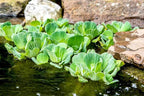 Water Lettuce (Pistia stratiotes) and Water Hyacinth (Eichhornia crassipes) Bundle (2 Water Lettuce (Pistia stratiotes) and 2 Water Hyacinth (Eichhornia crassipes) Bundle, 2, Count)