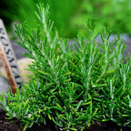 02 Rosemary Plants Live, 4 to 7 Inc Tall, Live Rosemary Plants Indoor Gardening Outdoor, Rosemary Live Plant