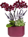 Wild Interiors Green Circle Growers Mini Dark Purple Orchid & Succulent Arrangement in Purple Ceramic Jan Pot with Moss, Mom Wood Pick & Lavender Accent – Live Indoor Gift Plant, 4 Inch