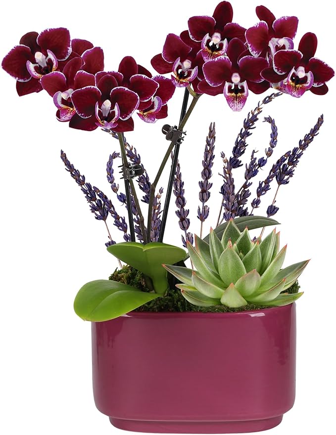 Wild Interiors Green Circle Growers Mini Dark Purple Orchid & Succulent Arrangement in Purple Ceramic Jan Pot with Moss, Mom Wood Pick & Lavender Accent – Live Indoor Gift Plant, 4 Inch