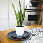 Altman Plants Sansevieria Laurentii Snake Plants (Approx. 10" Tall) in White Planter, Variegated Snake Plant Decor, Easy Plant Gift & Desk Plant, Live Snake Plant Live Indoor with Pot, Air Purifying