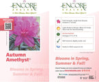 Autumn Amethyst Encore Azalea (1 Gallon) - Purple, Pink Flowering Shrub - Reblooming Rhododendron Plants