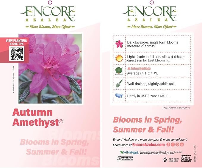 Autumn Amethyst Encore Azalea (1 Gallon) - Purple, Pink Flowering Shrub - Reblooming Rhododendron Plants