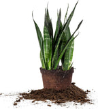 Perfect Plants Black Coral Snake Plant | Easy Care | Thrives in Low to Bright Light, Air Purifying 6in. Grower's Pot