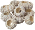Nautical Crush Trading 12 Purple Sputnik 1.5-3" Sea Urchin Shells - Air Plant Holder - No Plants Included