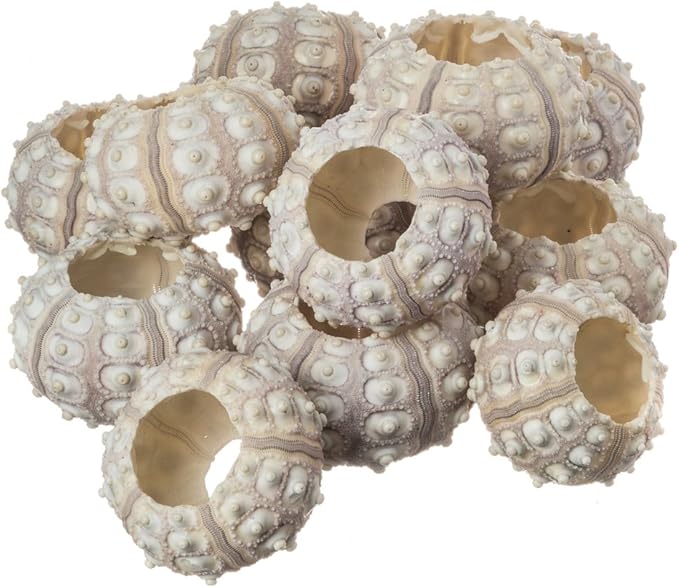 Nautical Crush Trading 12 Purple Sputnik 1.5-3" Sea Urchin Shells - Air Plant Holder - No Plants Included