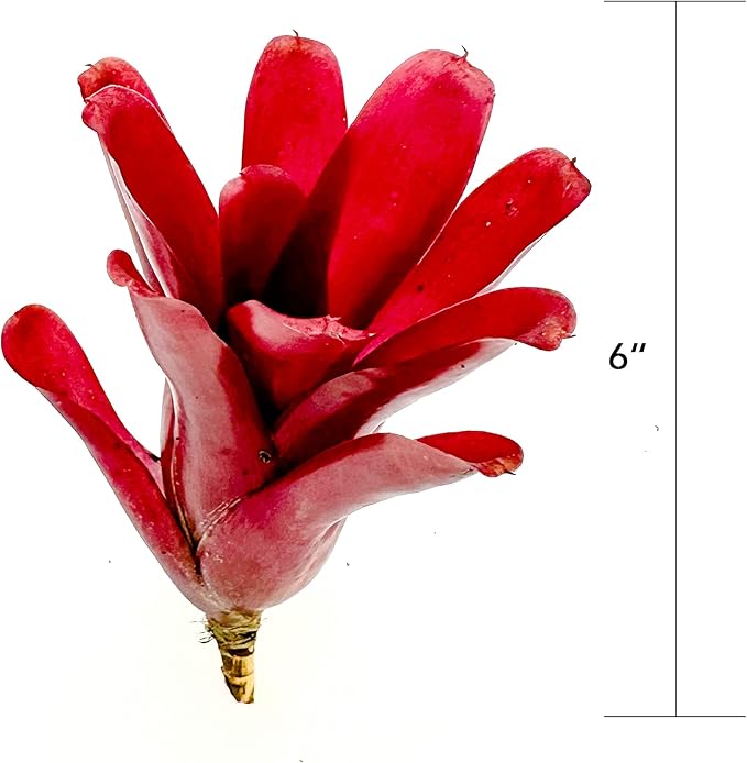 ragnaroc Live Plants - Bromeliad Neoregelia 'Fireball', Large 5-7" - 1ct - Live Arrival Guaranteed - House Plants for Home Decor & Gift
