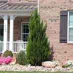 Brighter Blooms - Southern Living® Spartan Juniper, 2-3 ft. - No Shipping to AK, AZ, CA, HI