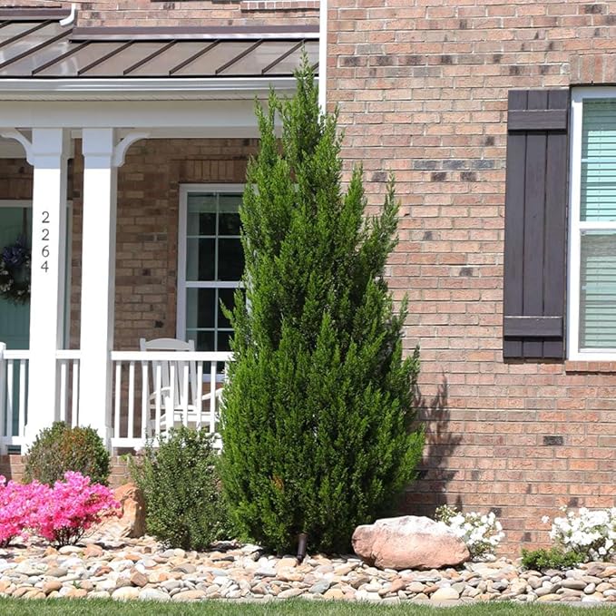 Brighter Blooms - Southern Living® Spartan Juniper, 2-3 ft. - No Shipping to AK, AZ, CA, HI