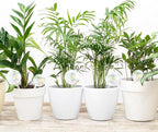 Pynqdfu 6Pcs Plant Watering Globes,Iridescent Rainbow Glass Self Watering Planter Insert,Clear Watering Bulbs for Indoor,Outdoor,Flowerpot,Hanging Plants,Home Garden(3 Large+3 Small)