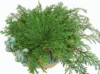 CircuitOffice Resurrection Plants Hydrophile Jericho Rose Plant