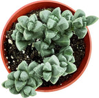 Sprout N Green Ice Plant, Live Corpuscularia lehmannii Succulent Fully Rooted in 4 inch Starter Pot, House Plant for Indoor Outdoor Home Office Wedding Decoration Party Favor