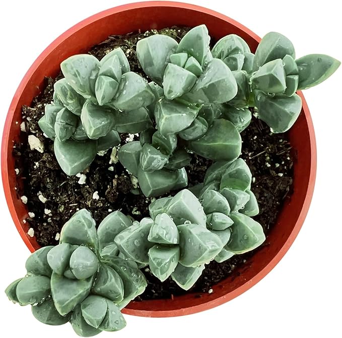 Sprout N Green Ice Plant, Live Corpuscularia lehmannii Succulent Fully Rooted in 4 inch Starter Pot, House Plant for Indoor Outdoor Home Office Wedding Decoration Party Favor