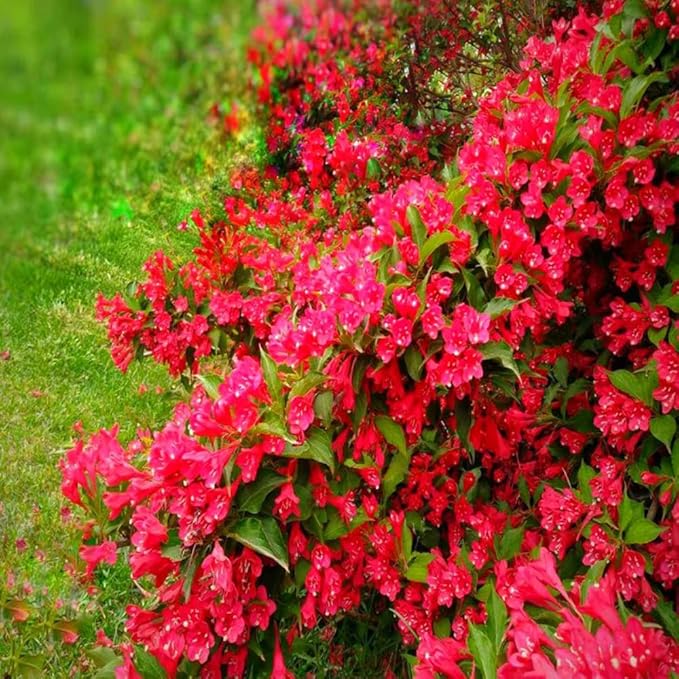 Red Weigela Live Plant Blooming Shrub, 1-2 Ft Hardy Dormant Perennial Flowering Bush for Garden Borders