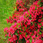 Red Weigela Live Plant Blooming Shrub, 1-2 Ft Hardy Dormant Perennial Flowering Bush for Garden Borders