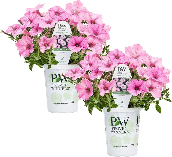 Proven Winners® Petunia Plant - Supertunia Vista Bubblegum - 2 Pack - Annual Flower for Spring & Summer Blooms - 6" Tall x 6" Wide, 1.56 Pt Pot