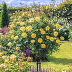 295+ Rose Tree Seeds, Perennial Flower Bush for Outdoor Home Garden Yard Landscape Decoration, Hardy Ornamental Flowering Shrub Gardening Gift