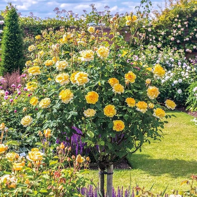 295+ Rose Tree Seeds, Perennial Flower Bush for Outdoor Home Garden Yard Landscape Decoration, Hardy Ornamental Flowering Shrub Gardening Gift