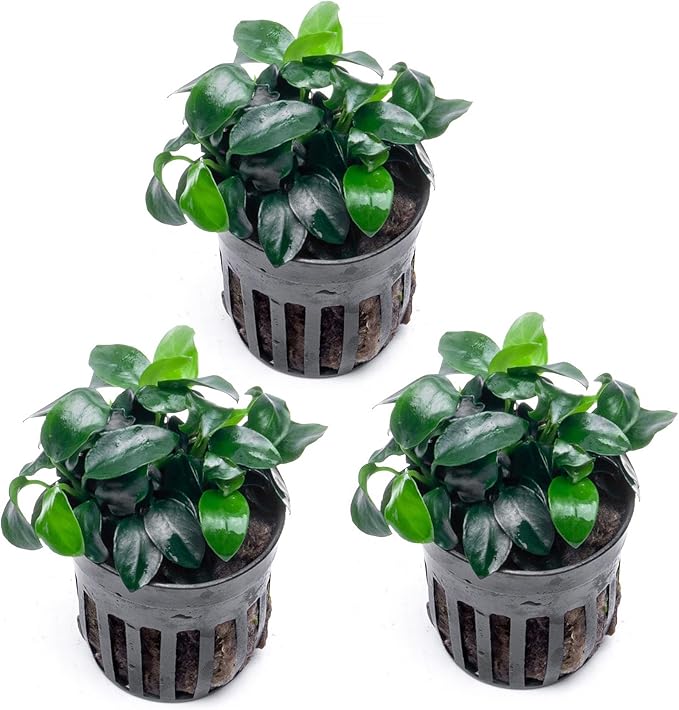 SubstrateSource Anubias Live Aquarium Plants - Potted Freshwater Plant for Fish Tanks, Terrariums - Beginner Friendly Low Light (Nana Petite, 3 Pots)