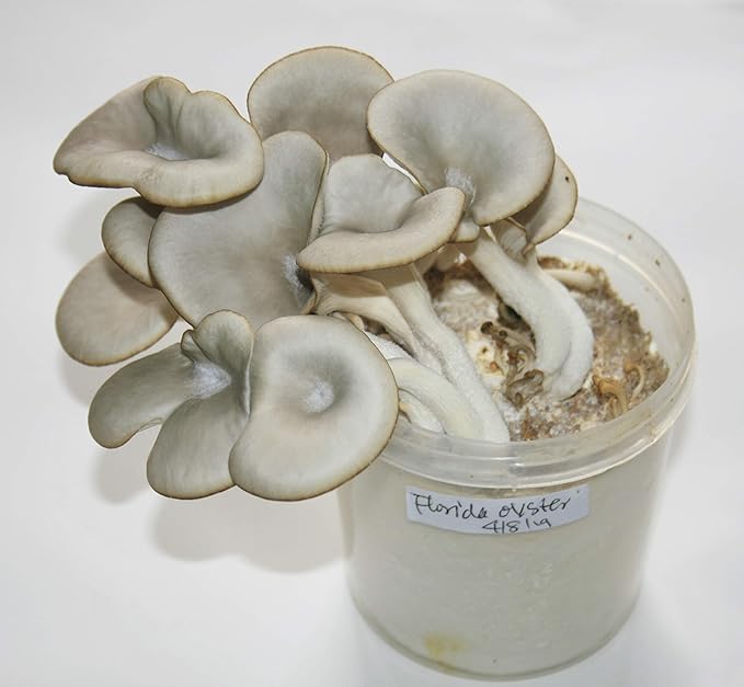 Root Mushroom Farm- Mushroom Liquid Cultures/Florida Oyster(Pleurotus Florida)