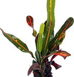12 Pack Live Croton Mammy, Indoor Potted Variegated Plant, Office Plant Mom Dad Gift, Get Well Houseplant in 3" Pot