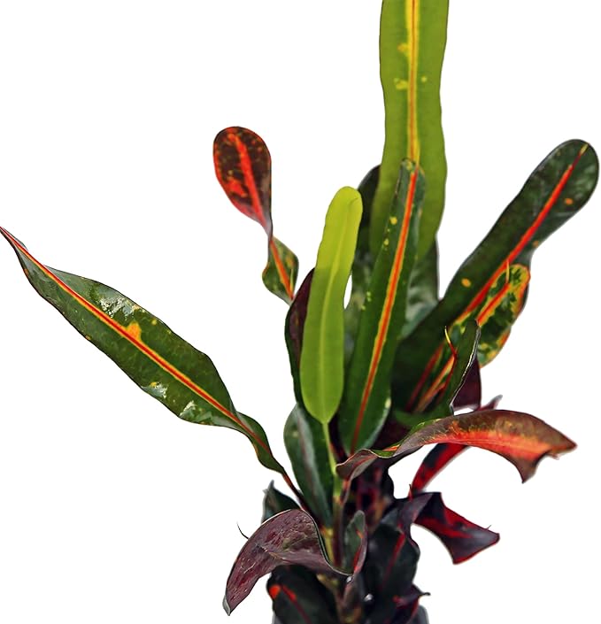 12 Pack Live Croton Mammy, Indoor Potted Variegated Plant, Office Plant Mom Dad Gift, Get Well Houseplant in 3" Pot