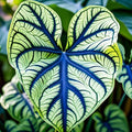 Blue Hawaii Elephant Ears- Stunning and Rare Color- Perennial Hosta, Elephant Ears, Fancy (2 Elephant Ear Bulbs)