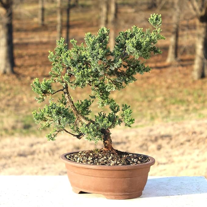 Brussel's Bonsai Live Green Mound Juniper Bonsai Tree - Large, 7 Year, 12 to 16 Inches - Outdoor Bonsai Tree Live with Bonsai Pot