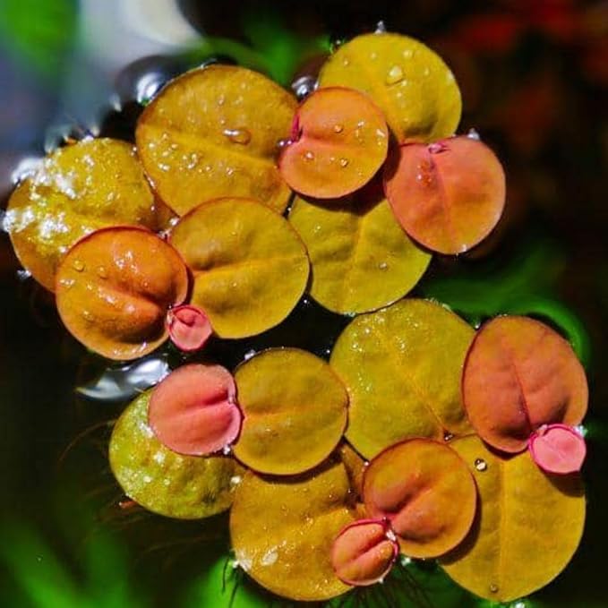 60+ Live Red Root Floater Plants - Vibrant Floating Aquarium Plants - Live Aquarium Plants for Growing - Aquatic Plant Live