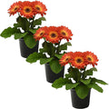 Live Flowering Gerbera Daisies - Orange and Yellow Bicolor (3 Plants Per Pack) - Beautiful Spring Flowers - 12" Tall by 5" Wide in 1 Qt Pot