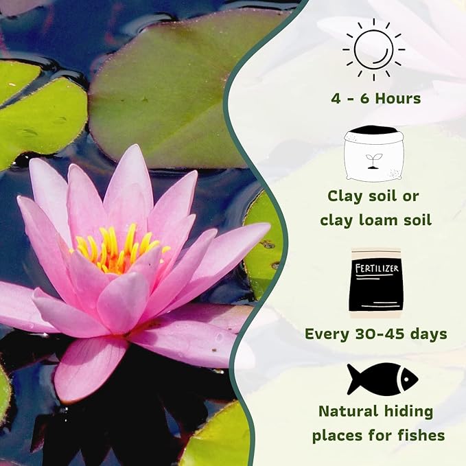 Mainam Mixed Colorful Hardy Water Lily Tuber Live Aquarium Plant for Freshwater Fish Pond Balcony Buy 2 GET Fertilizer Free (Pink Nymphaea Rose Arey)
