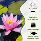Mainam Mixed Colorful Hardy Water Lily Tuber Live Aquarium Plant for Freshwater Fish Pond Balcony Buy 2 GET Fertilizer Free (Pink Nymphaea Rose Arey)