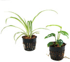 Josh's Frogs Pac-Man Frog Vivarium Bioactive Plant Kits (12x12x12 (10 Gallon))