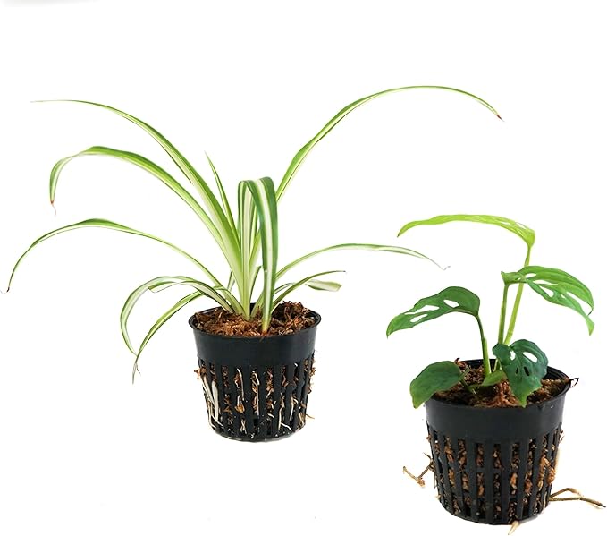 Josh's Frogs Pac-Man Frog Vivarium Bioactive Plant Kits (12x12x12 (10 Gallon))